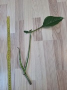 Philodendron joepii szczyt