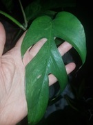 Epipremnum pinatum pinnatum Baltic blue Mint cięty  