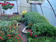 Rosliny /Kwiaty/Sadzonki/Zioła/Warzywa