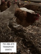 młode kury nioski rosa sandy transport gratis