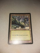 Forest. Magic The Gathering 