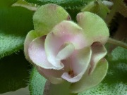 Fiołek afrykański liść BE Fiona 