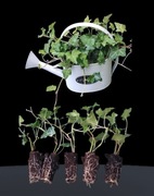 Bluszcz Hedera Helix sadzonki zestaw 50sztuk 