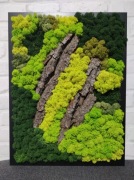 Prezent obraz mech chrobotek 30x40cm