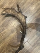 Sprzedam poroże daniela