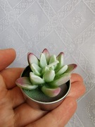 Świeczka kaktus tealight zielona świeczka dekoracyjna