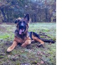 Owczarek niemiecki długowłosy, FCI, sunia