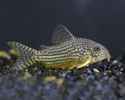 Kiryski Sterby młode 2-3cm WYSYŁKA