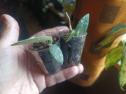 Hoya  thomsonii aff splash włochata  2 x mechata 