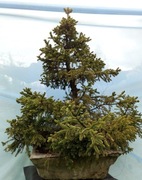 bonsai