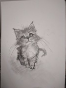 Kot filemon przypatrujacy sie ciekawie