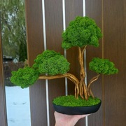 Drzewko bonsai mech chrobotek finski. Prezent. Dekoracje wnętrz 