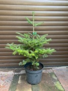 Jodła Koreańska ok. 70cm 