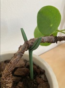 Podpórka do roślin, kwiatów