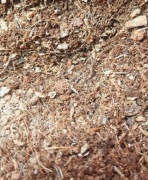 Torf kokosowy 150 ml. Idealne podłoże do mrówek na arenę 