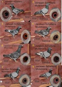 Gołębie pocztowe. Org. Zygnerski Andrzej. Rozpód