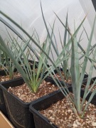 Juka rostrata sadzonka