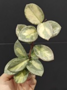 Hoya carnosa Argentea Princess - sadzonka ukorzeniona