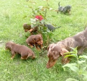 Jamnik standard szczeniaki 