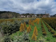  Tuja szmaragd, gold, danica, świerk srebrny