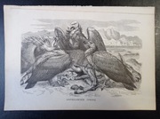 Piękna oryginalna litografia XIX - XX w. - Afrykańskie sępy 