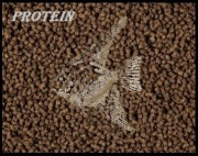 PROTEIN 3mm Pokarm dla pielęgnic ryb wszystkożernych 500g PROMOCJA