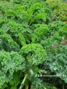 Jarmuż duży cały krzaczek Smart