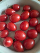 Nasiona pomidor Lucyny Wysokie min. 10szt.