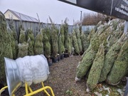 Choinki żywe świerk POSPOLITY/SREBRNY CIĘTE/DONICA