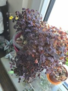 Oxalis Crazy Plum