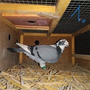 Gołębie staropolskie 