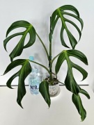 Duża Monstera Burle Marx Flame w hydroponice 