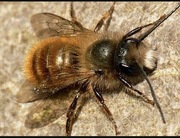 Murarka ogrodowa + trzcina