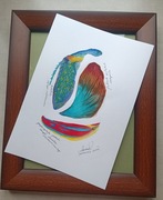 ANATOMIA ZACHWYTU 21X30 akwarela (bez ramki) 