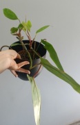 Philodendron painted lady