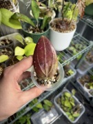 hoya | sadzonka ukorzeniona