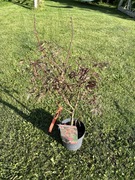 Klon palmowy „Peve Dave”