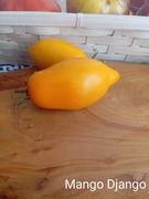 Pomidor  Mango Django  kolekcjonerski
