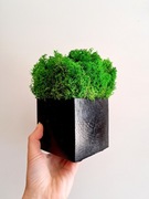 Czarna doniczka z chrobotkiem reniferowym 10 cm, dekoracja na biurko, mech