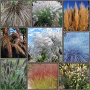 Zestaw 9 Traw ozdobnych - "1"