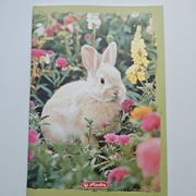 Zeszyt A4 / 32 kartki Herlitz w kratkę 