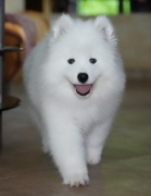 SAMOYED szczeniak suczka FCI 