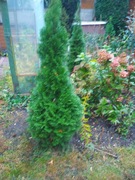 thuja  szmaragd tuja 110cm  bluszcz trzmielina poznań