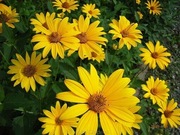 Słoneczniczek szorstki bylina wieloletnia sadzonka 