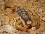 Hadrurus arizonensis skorpion pustynny z Arizony