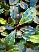 Bucephalandra Lamandau Mini, forma emersyjna, kępka 4-6 cm