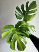 Monstera Lime Mint LF naturalny ukorzeniona pędówka 