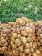 Ziemniaki żółte QUEEN ANNE Polskie WYSYŁKA 15 kg