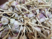 czosnek lubasza do sadzenia i konsumpcji  główki 1 kg chłodnia