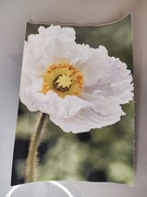 Obrazek na płótnie - kwiatek (33)